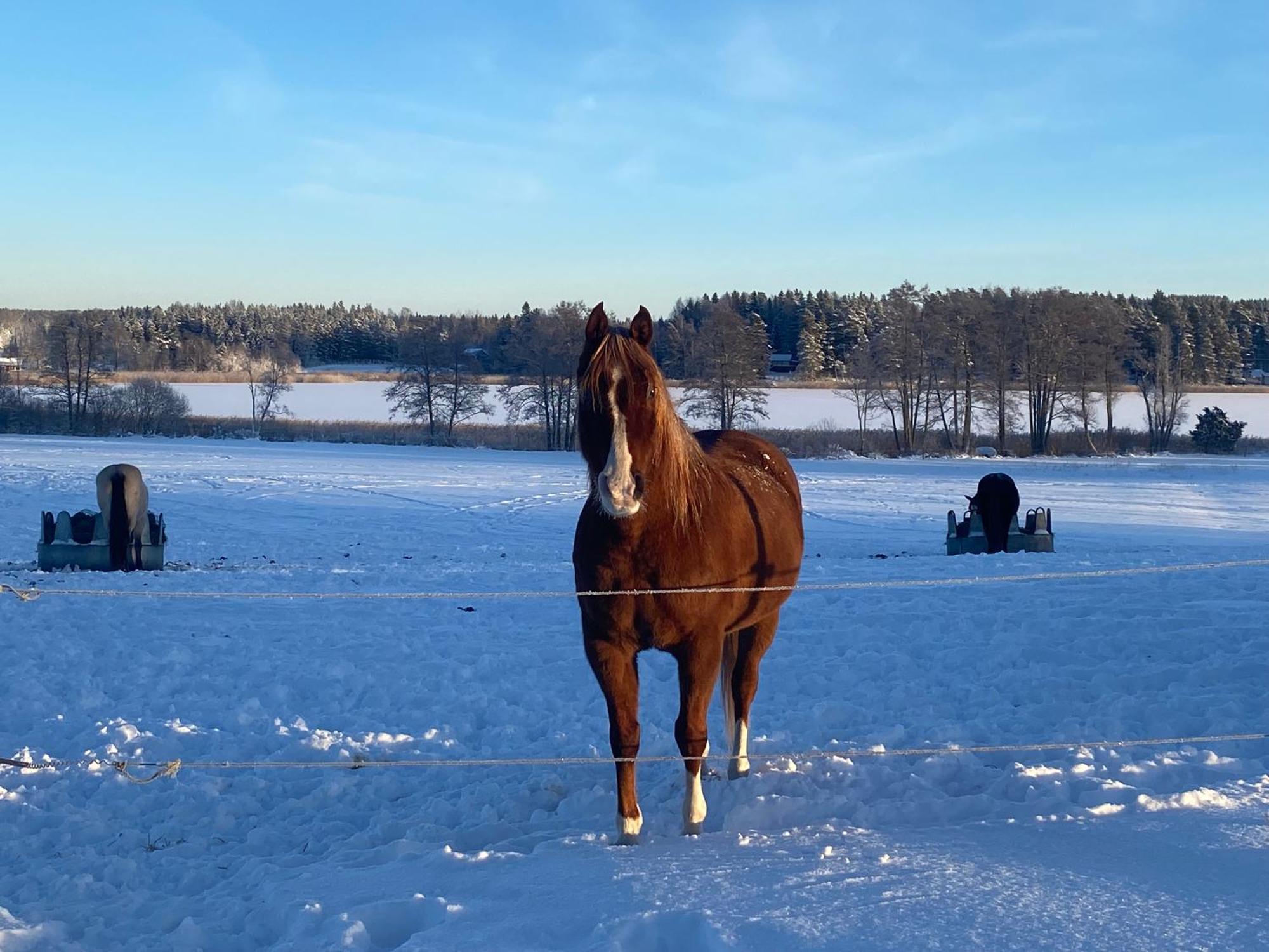 Ulvsby Ranch Western Camp Karlstad Eksteriør bilde