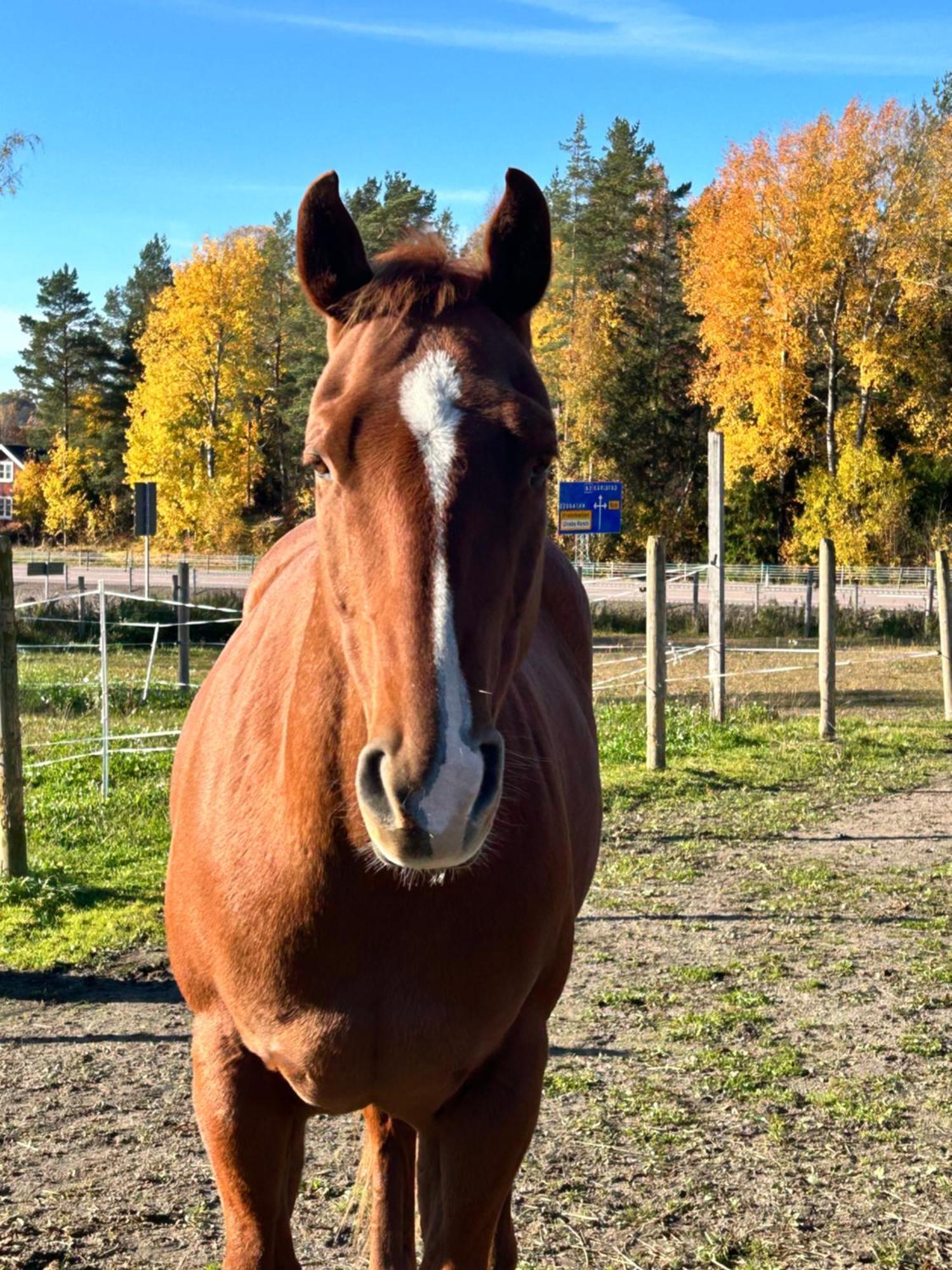 Ulvsby Ranch Western Camp Karlstad Eksteriør bilde